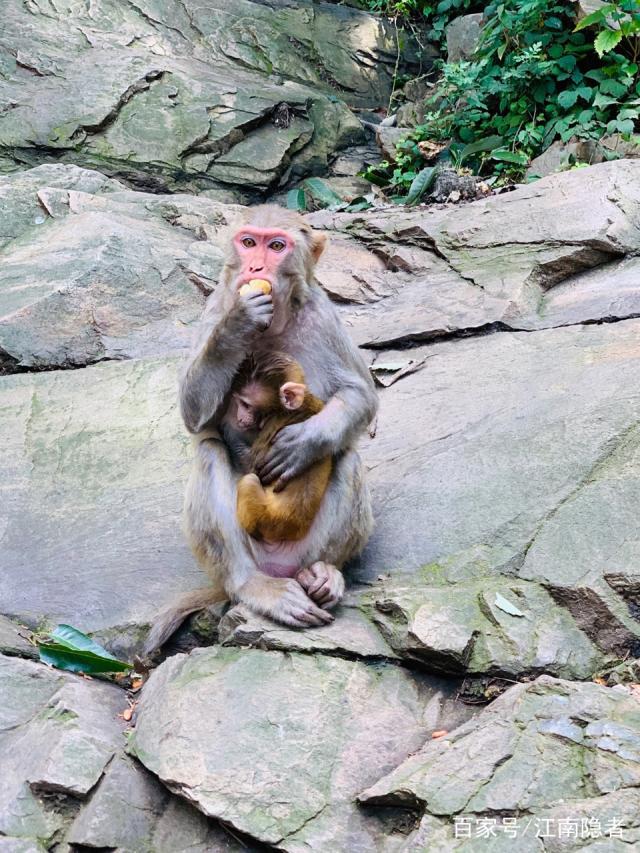 花果山电报猴视频_花果山电报猴原声视频 第1张